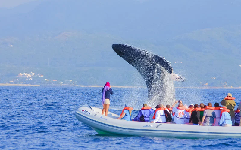 Vallarta Adventures