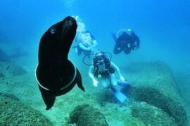 Buceo con Lobo Marino / Scuba Diving with Sea Lions